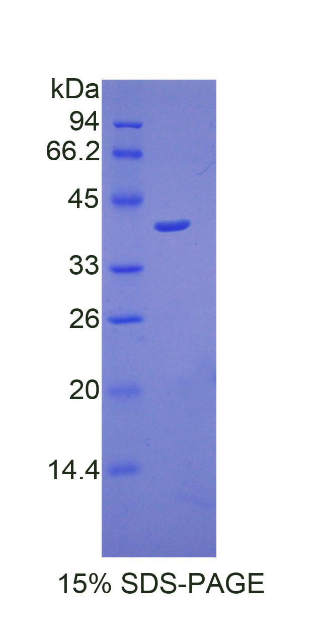 Figure 1. SDS-PAGE