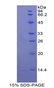 Figure 1. SDS-PAGE