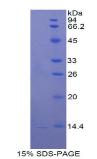 Figure 1. SDS-PAGE