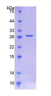 Figure 1. SDS-PAGE