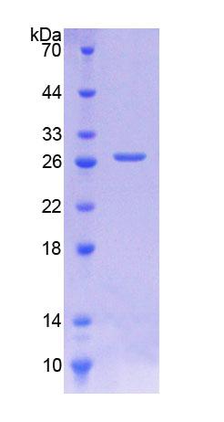 Figure 1. SDS-PAGE