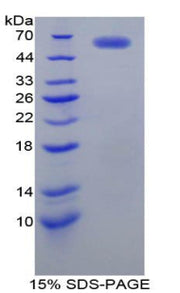Figure 1. SDS-PAGE