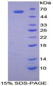 Figure 1. SDS-PAGE