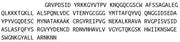 Recombinant Cathepsin K (CTSK), RPU40727