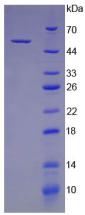 Figure 2. SDS-PAGE