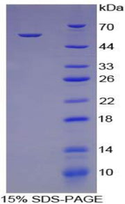 Figure 1. SDS-PAGE