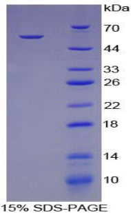 Figure 1. SDS-PAGE