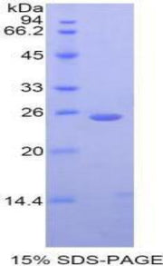 Figure 1. SDS-PAGE