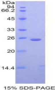 Figure 1. SDS-PAGE