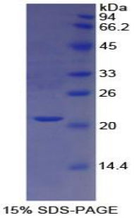 Figure 2. SDS-PAGE