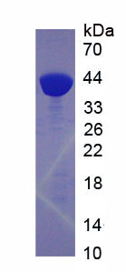 Figure 1. SDS-PAGE