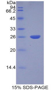 Figure 3. SDS-PAGE