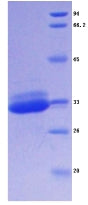 Figure 2. SDS-PAGE