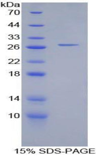 Figure 1. SDS-PAGE