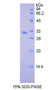 Figure 1. SDS-PAGE