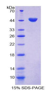 Figure 1. SDS-PAGE