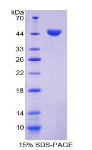 Figure 1. SDS-PAGE