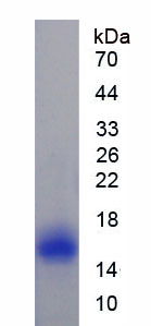 Figure 2. SDS-PAGE