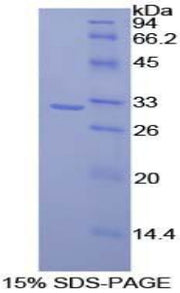 Figure 1. SDS-PAGE