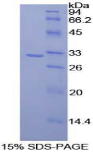 Figure 1. SDS-PAGE