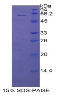 Figure 1. SDS-PAGE