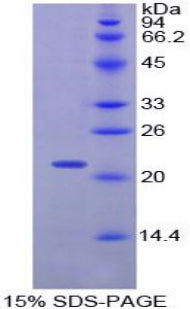 Figure 1. SDS-PAGE