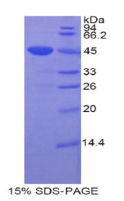 Figure 1. SDS-PAGE