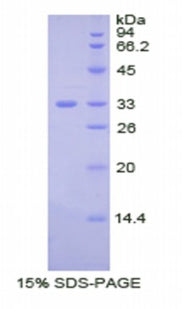Figure 1. SDS-PAGE