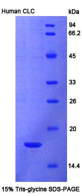 Figure 1. SDS-PAGE