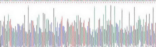 Recombinant Human Chemerin (CHEM)