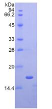 Figure 3. SDS-PAGE