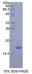 Figure 1. SDS-PAGE
