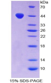 Figure 1. SDS-PAGE