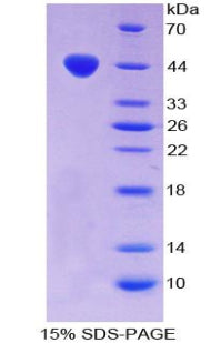 Figure 1. SDS-PAGE
