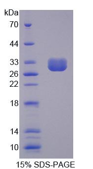 Figure 1. SDS-PAGE