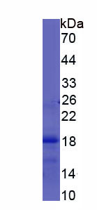 Figure 1. SDS-PAGE