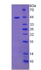 Figure 3. SDS-PAGE