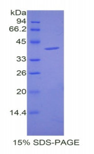 Figure 1. SDS-PAGE