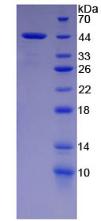 Figure 2. SDS-PAGE