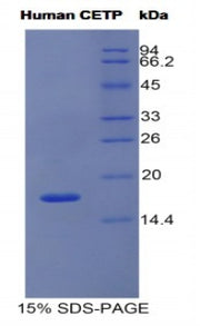 Figure 1. SDS-PAGE
