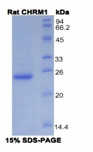Figure 1. SDS-PAGE