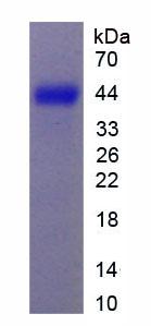 Figure 3. SDS-PAGE