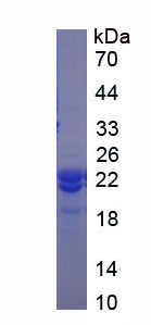 Figure 1. SDS-PAGE