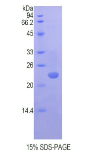 Figure 1. SDS-PAGE