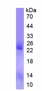 Figure 3. SDS-PAGE