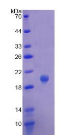 Figure 2. SDS-PAGE