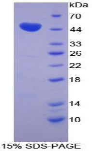 Figure 1. SDS-PAGE