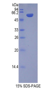 Figure 1. SDS-PAGE