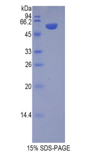 Figure 1. SDS-PAGE