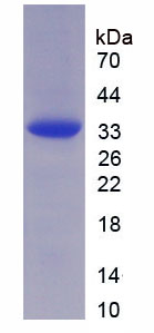 Figure 1. SDS-PAGE